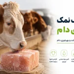 سنگ نمک برای دام؛ اهمیت، کاربردها و راهنمای خرید سنگ نمک دامی